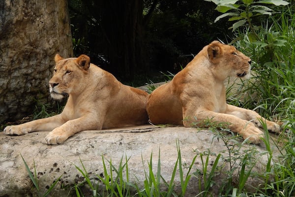 Seen during the drive through at Taman Safari in Bogor, Indonesia.