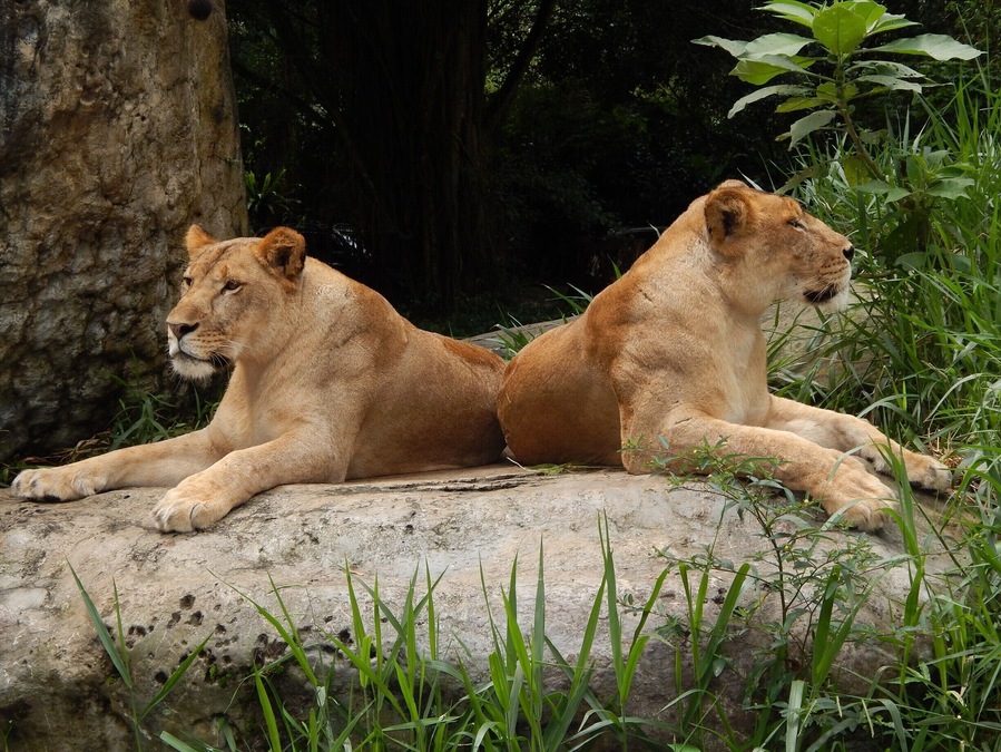 Seen during the drive through at Taman Safari in Bogor, Indonesia.