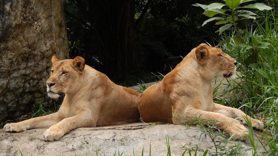 Seen during the drive through at Taman Safari in Bogor, Indonesia.