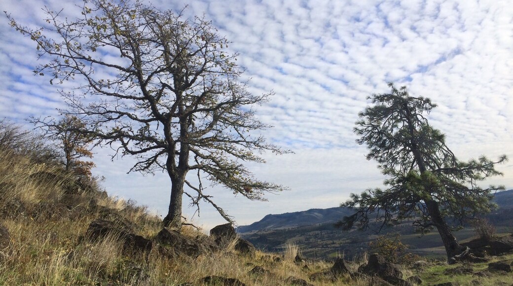 Two solitary trees by the Catherine Creek Trail, part of a maze of trails along the slopes near White Salmon, Washington.