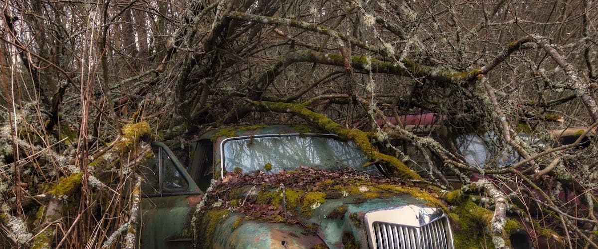 An abandoned car surrounded by dense forest and overgrown vegetation.