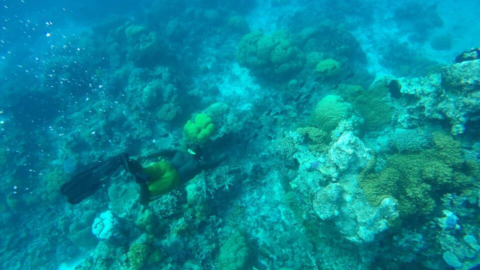 A diver exploring a vibrant coral reef with various coral formations and marine life.