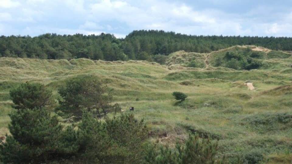 Ainsdale Dunes Looking south, with pine woods beyond