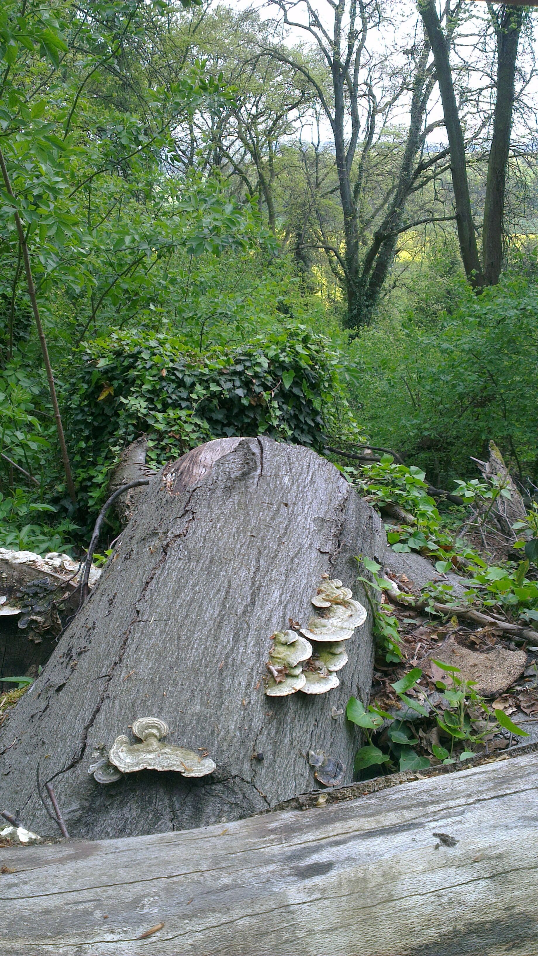 "Tomberg" nature reserve in Rheinbach (Germany) spring 2014