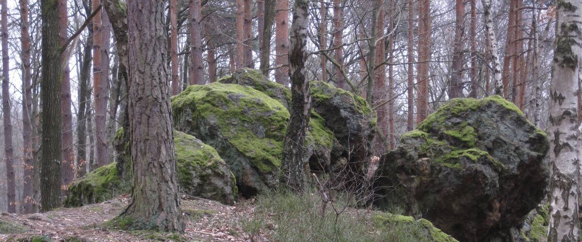 A forest with moss-covered rocks and leaf-covered ground.