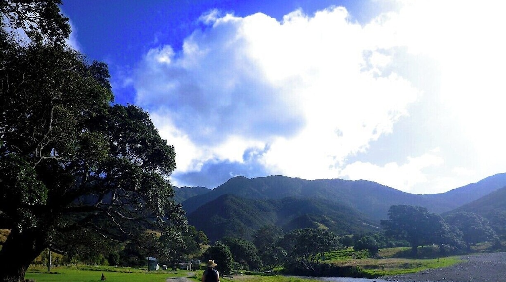 This campground is also located at the top of the Coromandel, but on the other side (there is no road at attaches them).
As the name suggests, the beach itself is “stony” and surrounded by lush forest, streams and wildlife. There is a “secret” sandy beach just up the road that you have to bush walk to get to but it’s nice and secluded.
There is a pack of ducks here that have obviously been fed too many times before and will chase you down when you first arrive, even if you haven’t fed them. They can hear the rustle of a chip bag from a mile away and literally come running towards you. And they will sleep outside your tent at night, follow you into the shower and wait for you at the bottom of the tree you’ve climbed up. They’re crazy! Good thing I like ducks.
The campsite is at the beginning/end of the Coromandel Coastal Walkway which takes you to Fletcher Bay (next door to Port Jackson) and takes six hours to complete, but you can hike up part of it to check out the good views. I’d definitely stay here again.
It was $10NZD/person/night and empty in April!