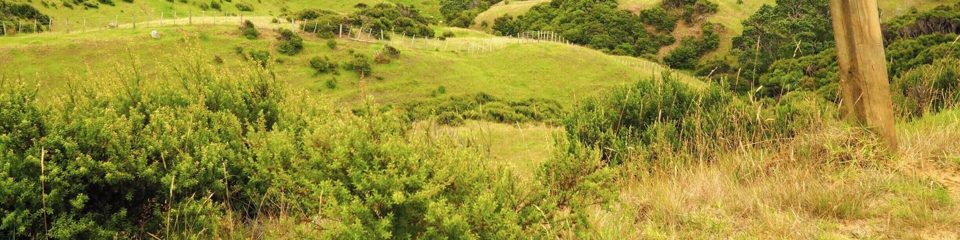 The walkway, along some of New Zealand North Island's most breath-taking coastline, also features tracks across beautiful farmland. The track connects Stony Bay and Fletcher Bay and takes 3-4 hours. You can walk in either direction but take into account the time to get there and back. Alternatively there are organised walks available that include transport from Coromandel and pick up at the other end of the track.