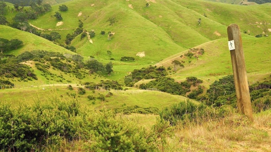 The walkway, along some of New Zealand North Island's most breath-taking coastline, also features tracks across beautiful farmland. The track connects Stony Bay and Fletcher Bay and takes 3-4 hours. You can walk in either direction but take into account the time to get there and back. Alternatively there are organised walks available that include transport from Coromandel and pick up at the other end of the track.