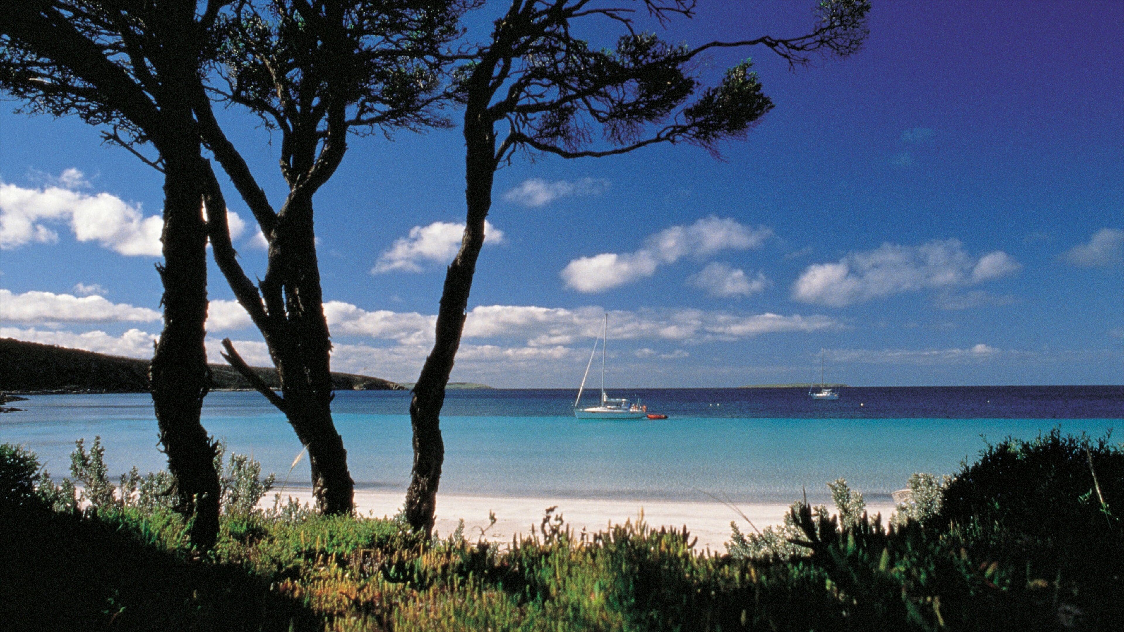 A beach with clear turquoise water, a sailboat, and two prominent trees.