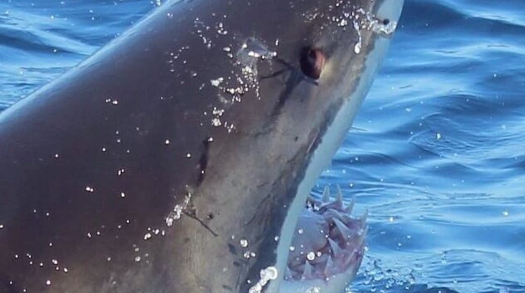 Shark cage diving with Rodney Fox