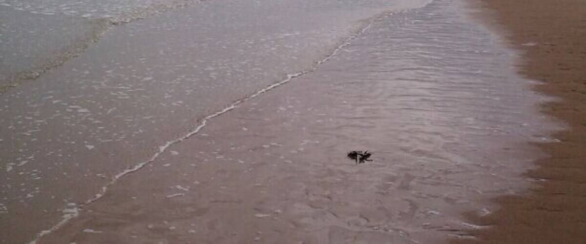 A beach with wet sand and gentle waves under a cloudy sky.