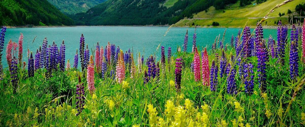A lake surrounded by mountains and colorful wildflowers.