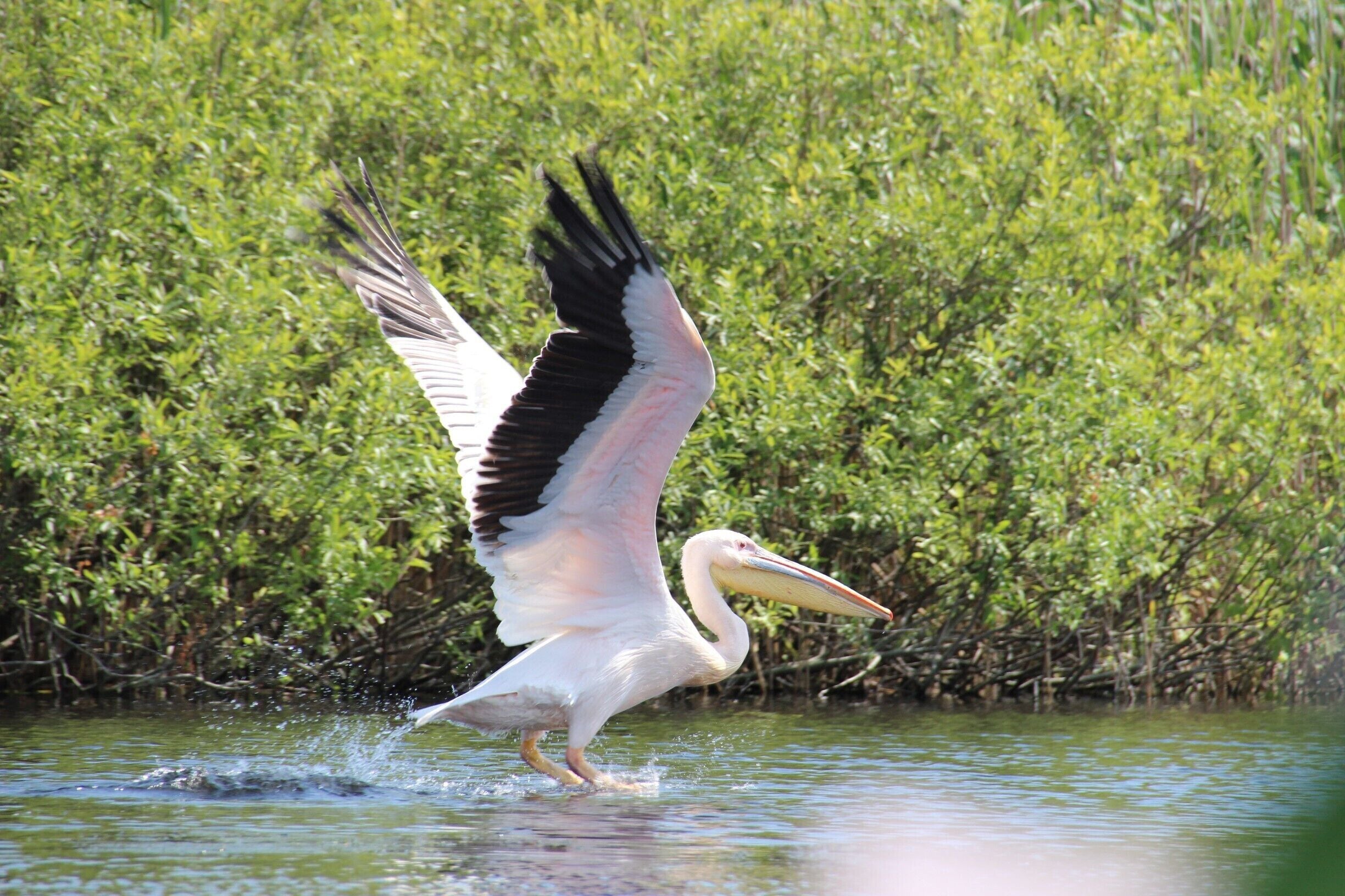 The Great White Pelican of the Danube Delta