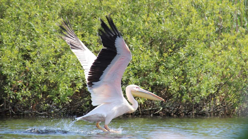 The Great White Pelican of the Danube Delta