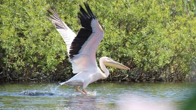 A white bird with black-tipped wings standing in shallow water with green vegetation in the background.