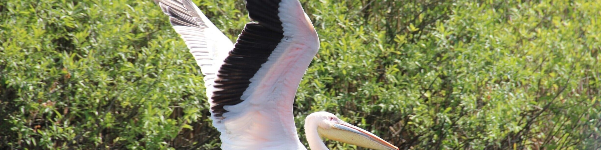 The Great White Pelican of the Danube Delta