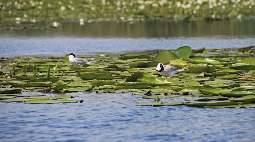 Cute common terns in the Danube Delta