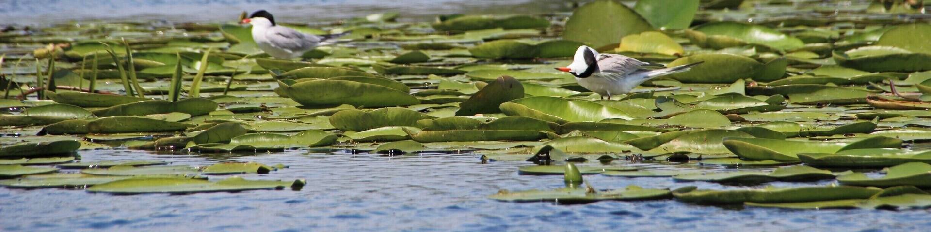 Cute common terns in the Danube Delta