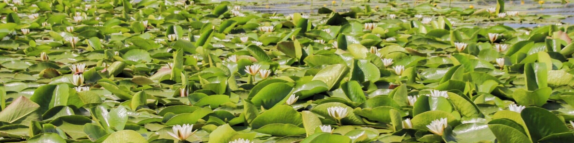 Exploring the Danube Delta from a Canoe: http://cityoftheweek.net/2016/12/08/danube-delta-canoe/