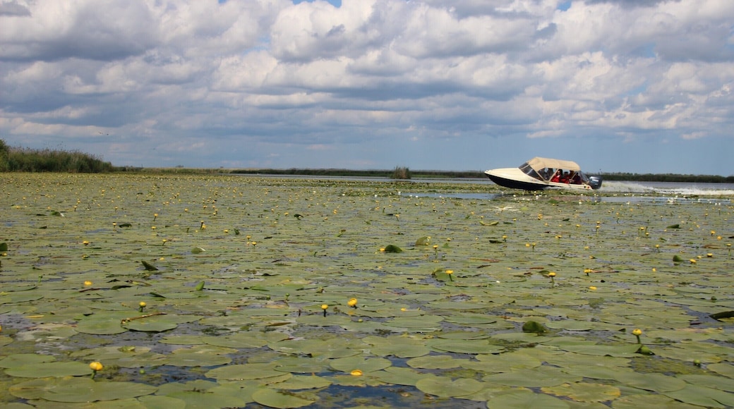 Danube Delta Adventures - waterlilies and motorboats