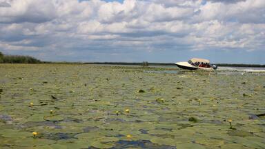 Danube Delta Adventures - waterlilies and motorboats