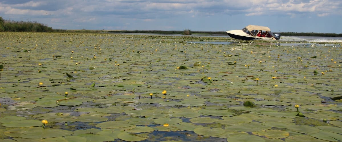 A boat on a lake with lily pads and a cloudy sky.
