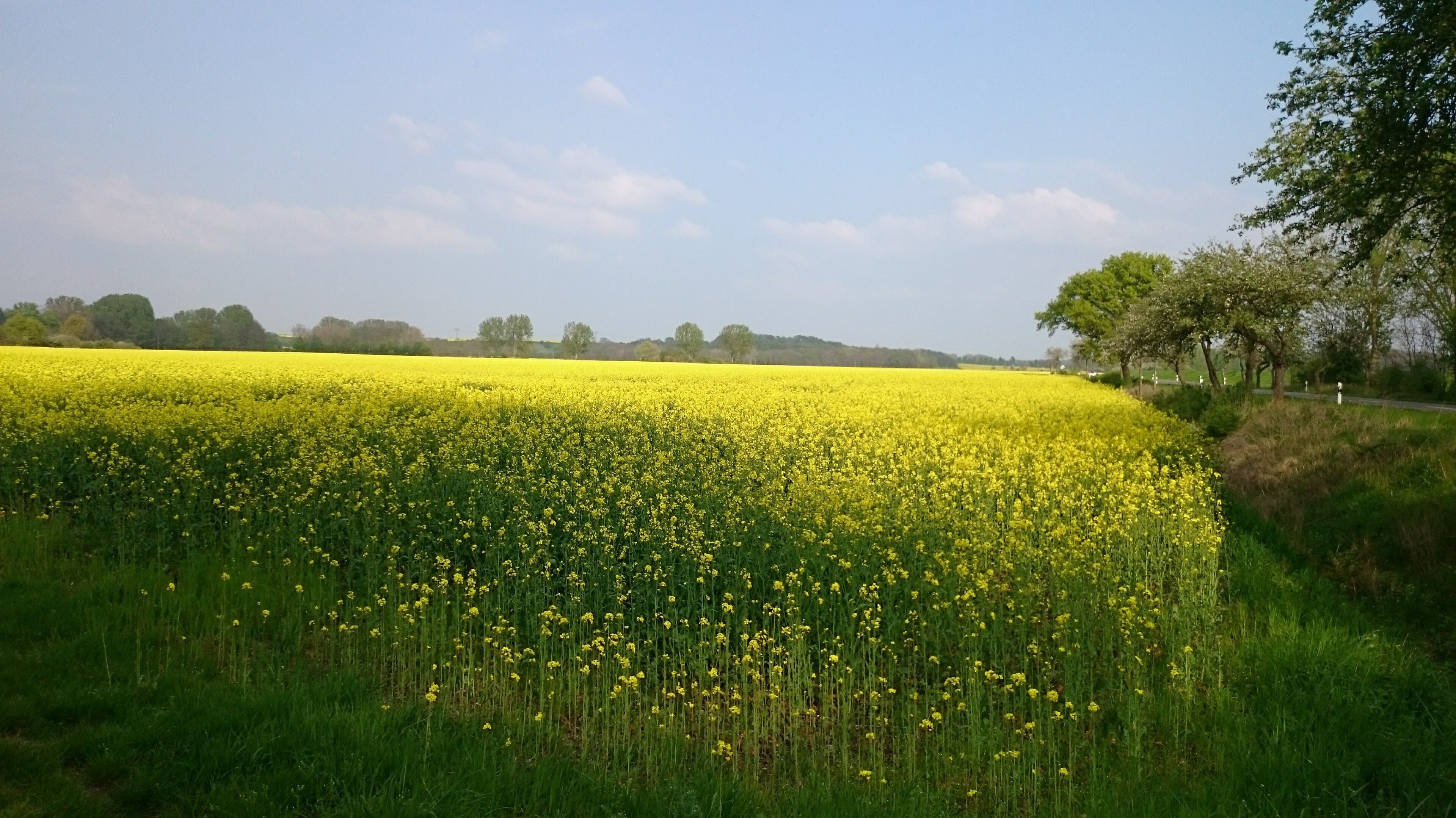 Rapsfeld Bei Raßnitz-Röglitz (LSG Elster-Luppe-Aue)