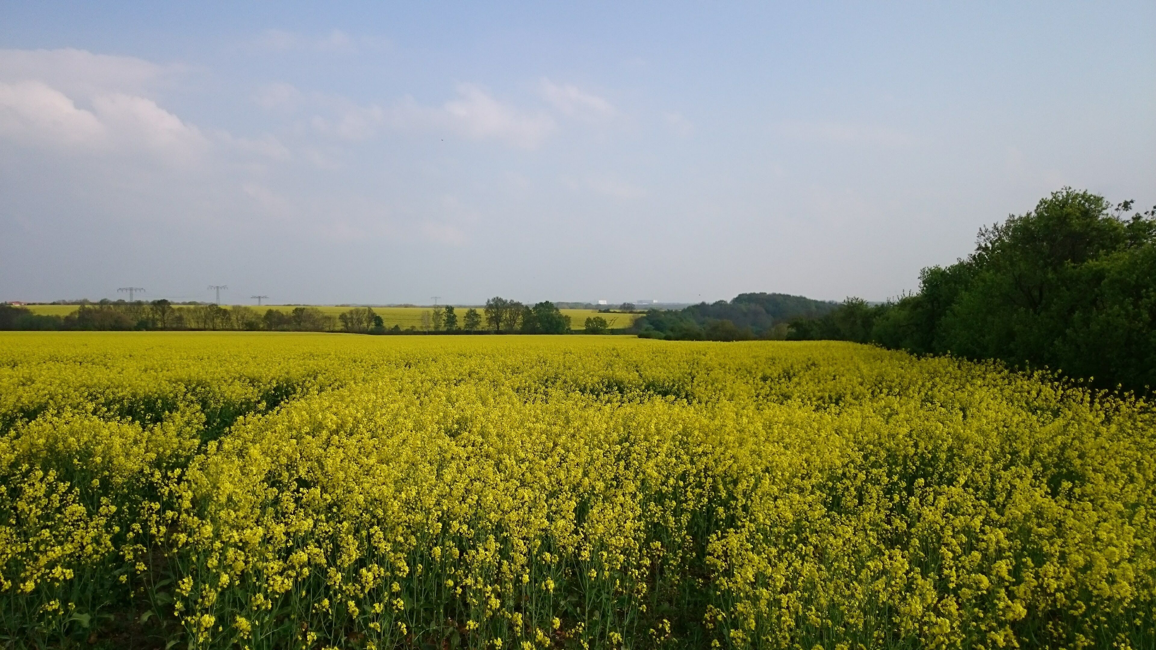 Rapsfeld Bei Röglitz - Blickrichtung Nova Eventis (LSG Elster-Luppe-Aue)