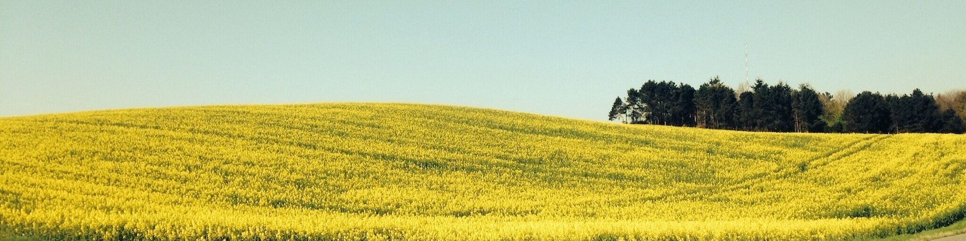 A beautiful Danish summerday ☀️