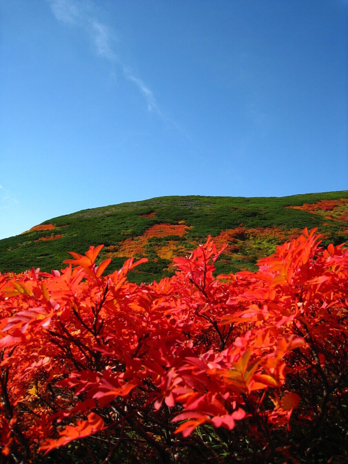 A hill with red foliage in the foreground and a clear blue sky.