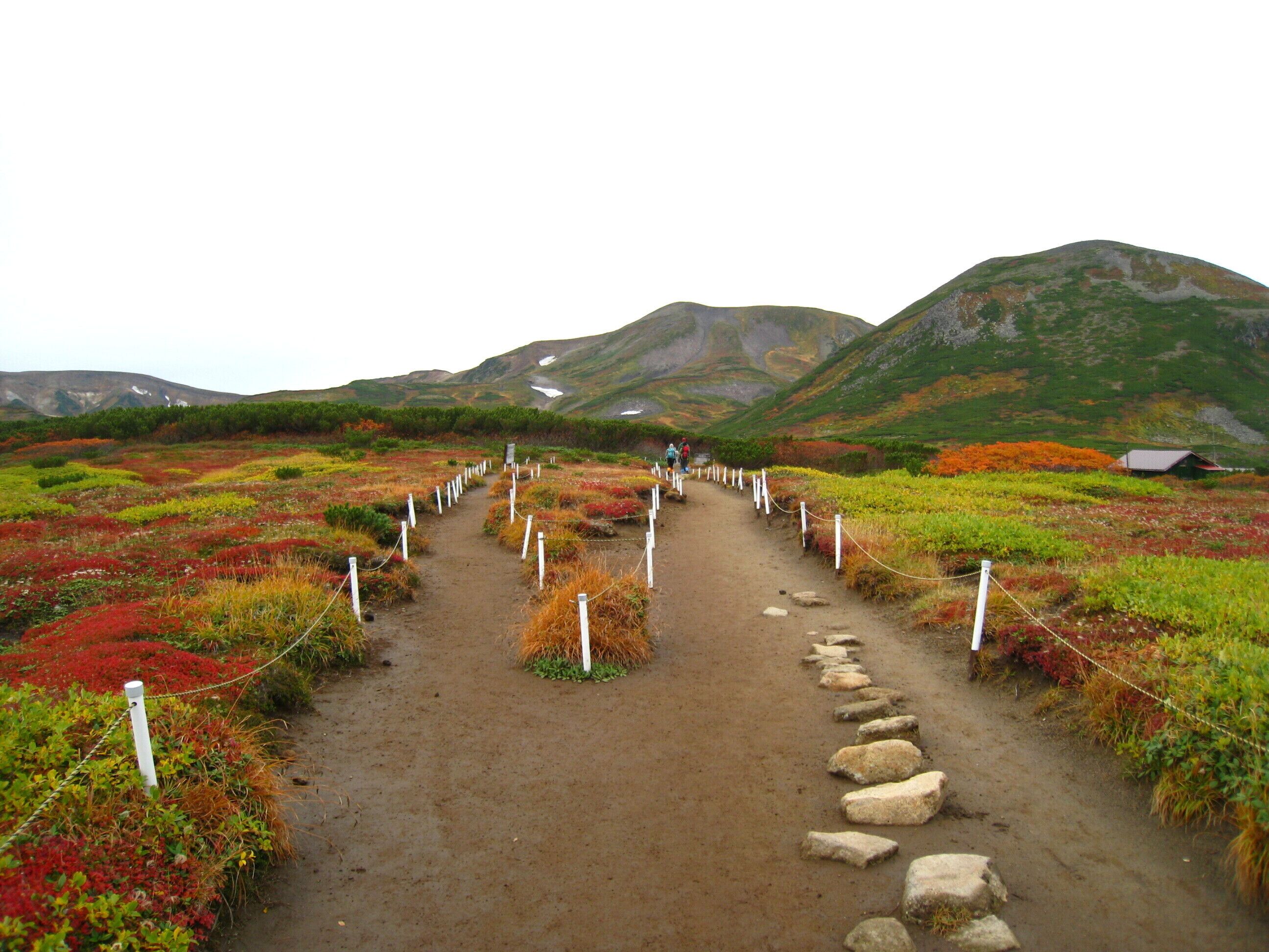 山の分離帯・秋