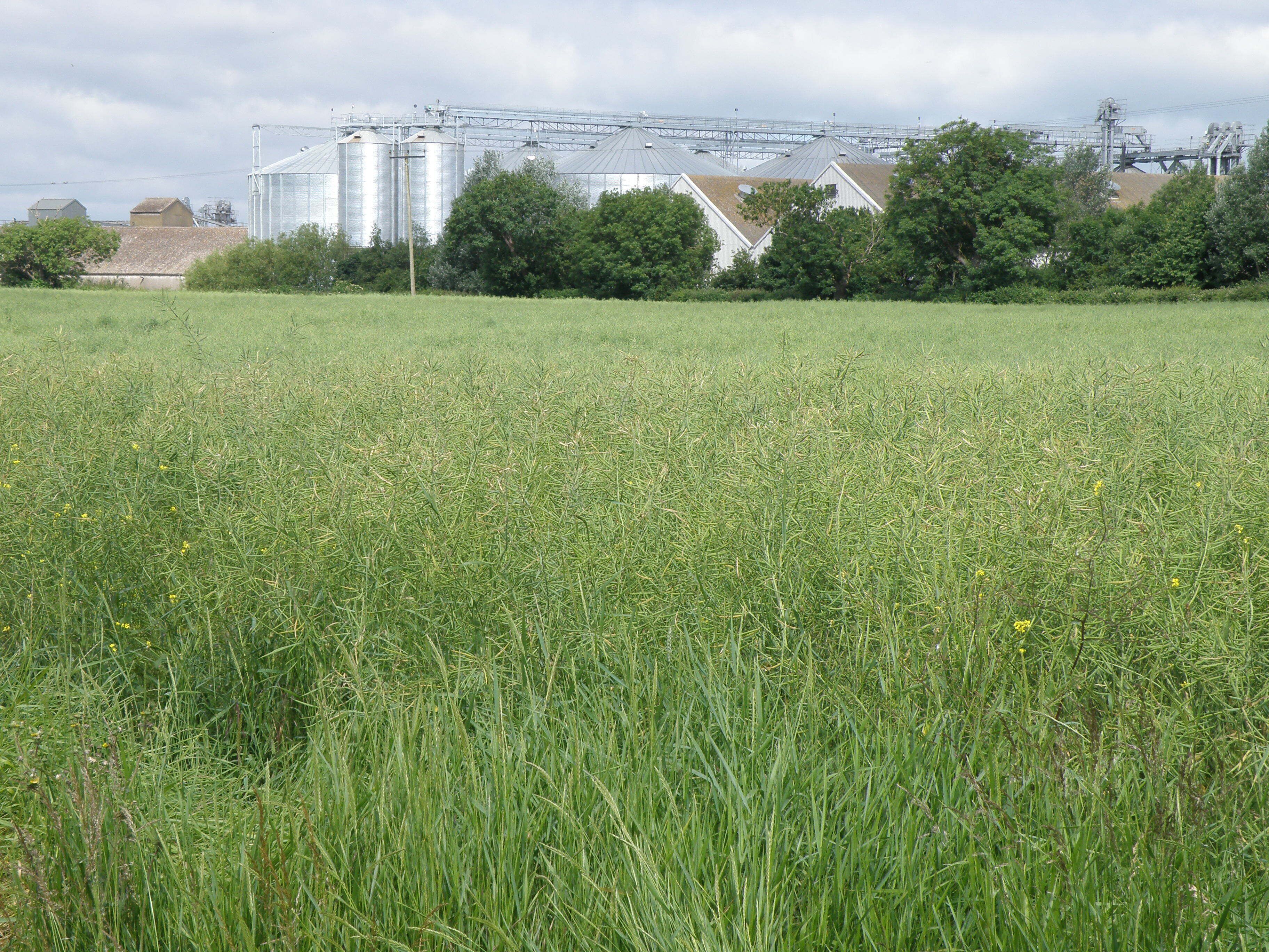 Grain silos at Fengrain's storage facility, near to Wimblington, Cambridgeshire, Great Britain.