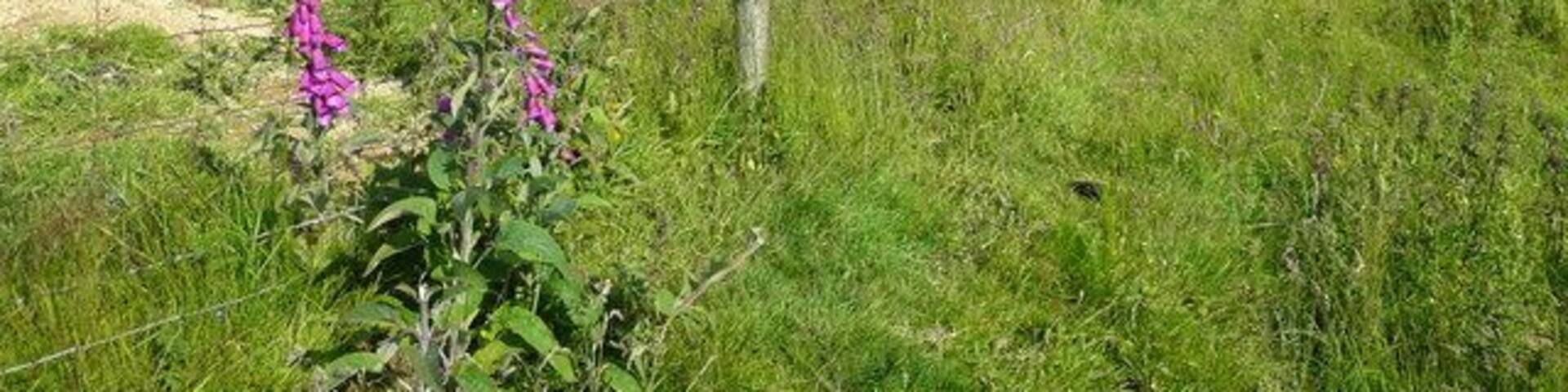 Foxglove and barbed wire The hillside overlooking the upper Redlake valley from the south.