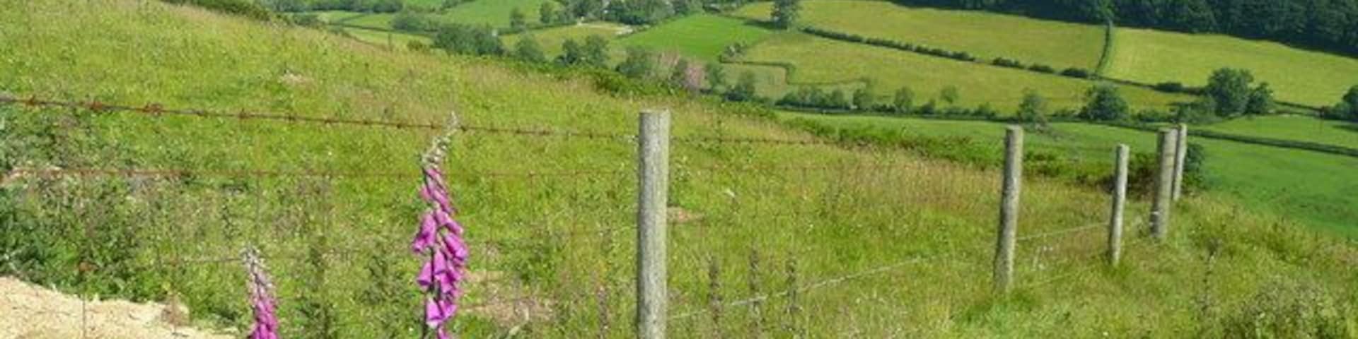 Foxglove and barbed wire The hillside overlooking the upper Redlake valley from the south.