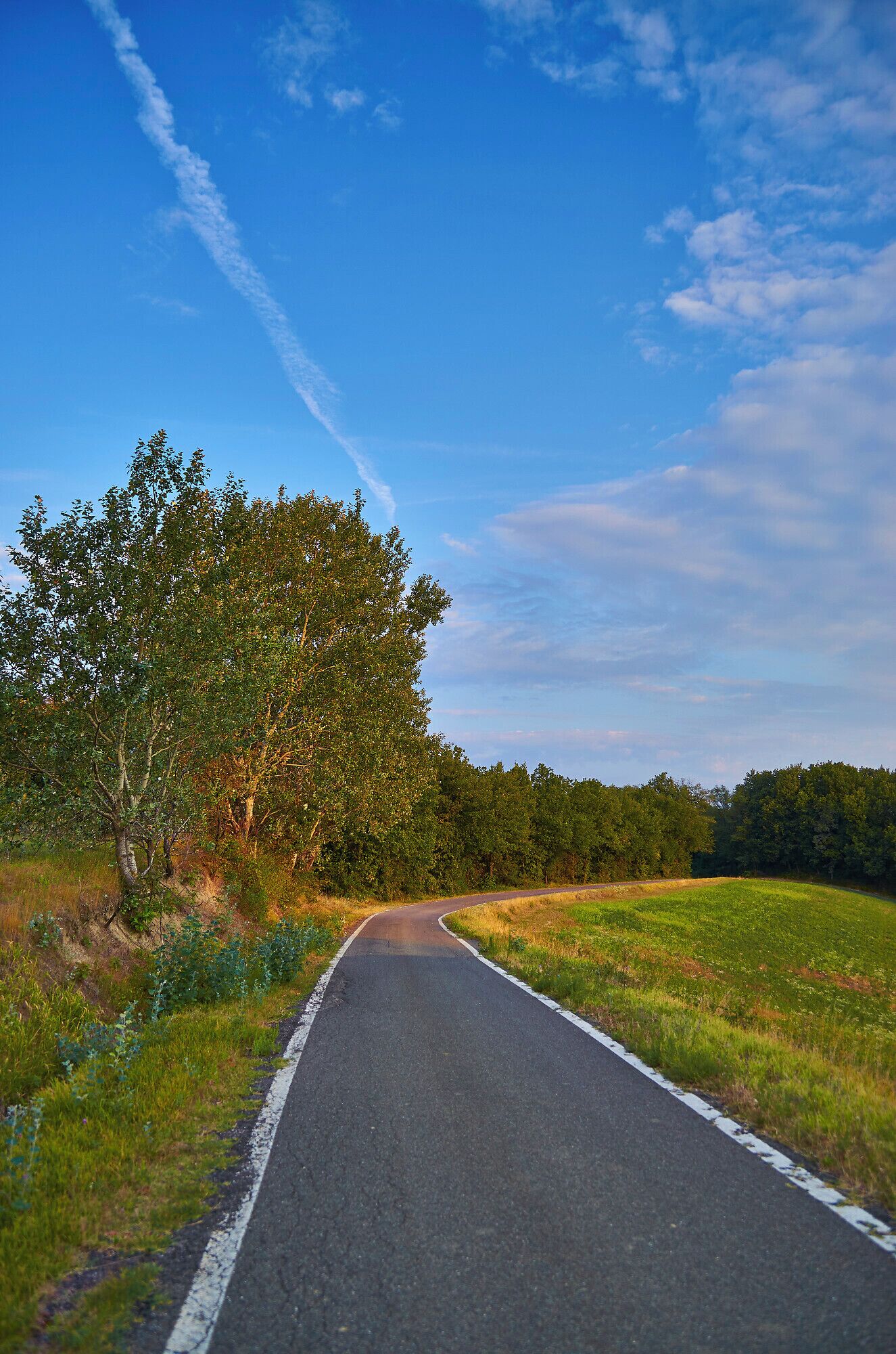 A rural road curving through a field with a large tree on the left and a clear blue sky.