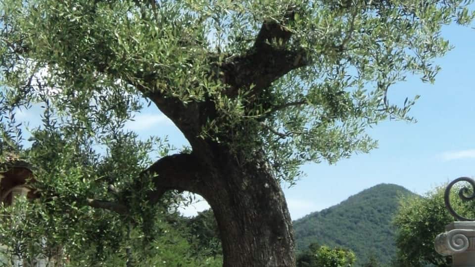 A large olive tree in a landscaped area with a playground and a mountain in the background.