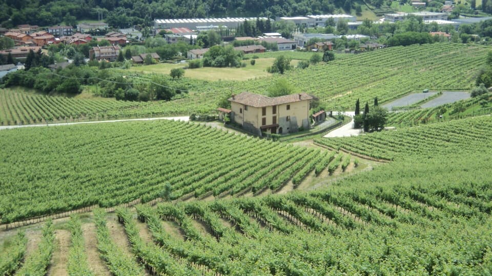 A vineyard with rows of grapevines and a building in the center.
