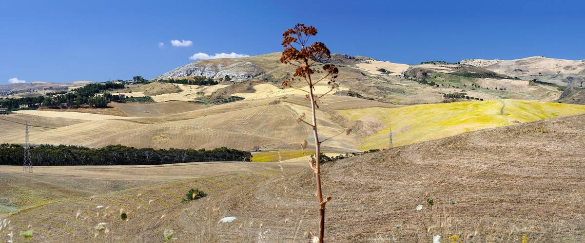 A landscape with rolling hills, a clear blue sky, and a single plant in the foreground.