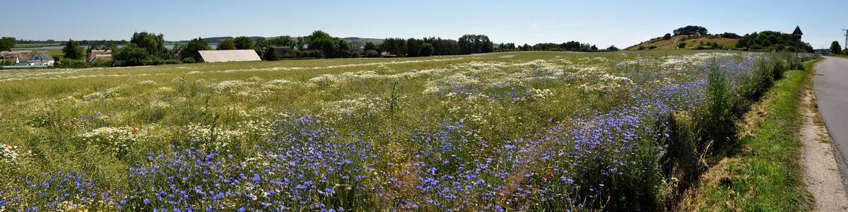 Panorama Kornblumenfeld in Middelhagen auf Rügen, Halbinsel Mönchgut, Deutschland