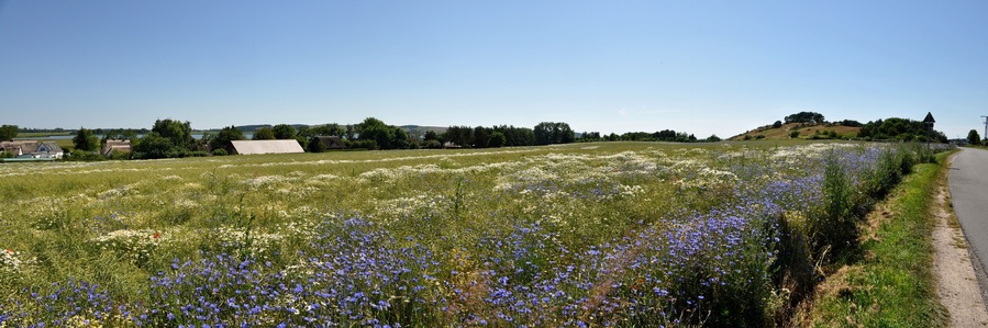 Panorama Kornblumenfeld in Middelhagen auf Rügen,  Halbinsel Mönchgut, Deutschland