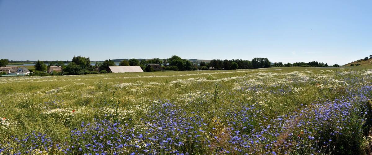 A rural landscape with a field of wildflowers, a road, and houses in the background.
