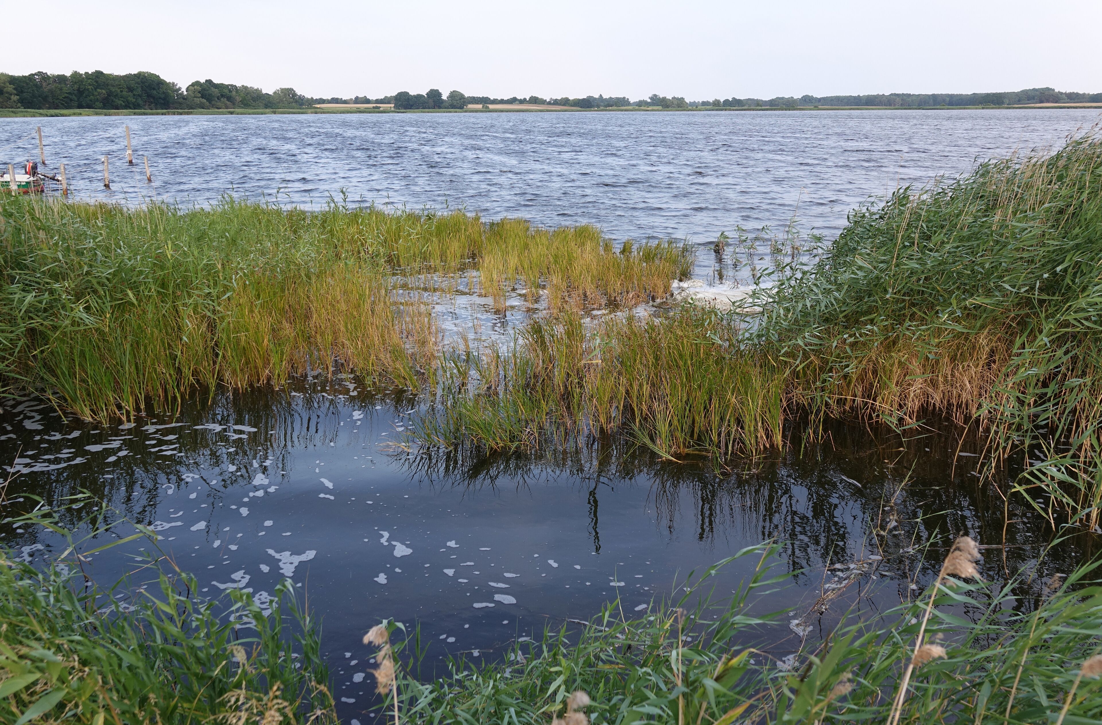 A calm lake with surrounding tall grasses and a distant tree line.