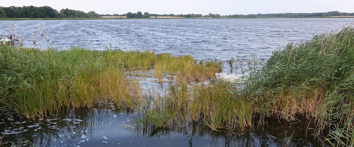 A calm lake with surrounding tall grasses and a distant tree line.
