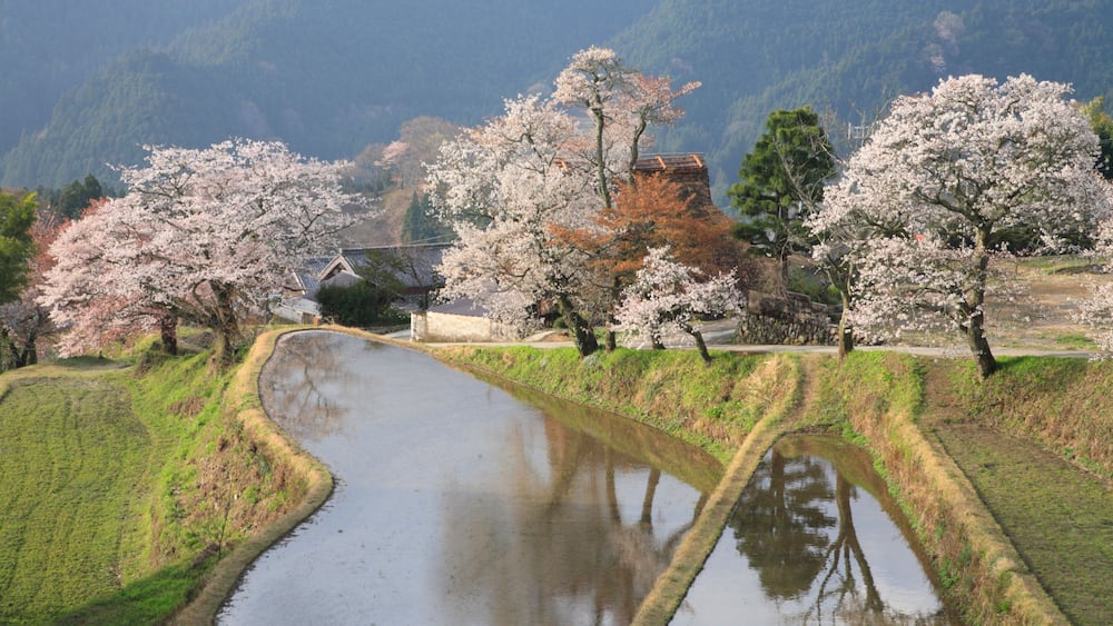 C5WCMB Cherry Blossoms and Rice Paddies, Mitake, Tsu, Mie, Japan