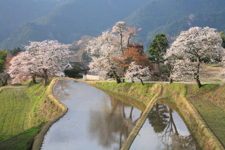 C5WCMB Cherry Blossoms and Rice Paddies, Mitake, Tsu, Mie, Japan