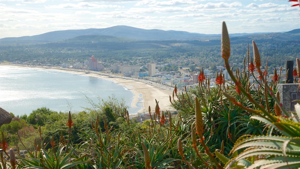 A coastal city with a beach, mountains, and cacti in the foreground.
