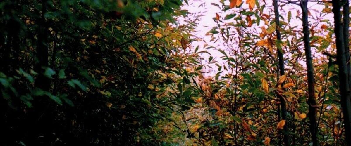 A forest path with fallen leaves and dense foliage.