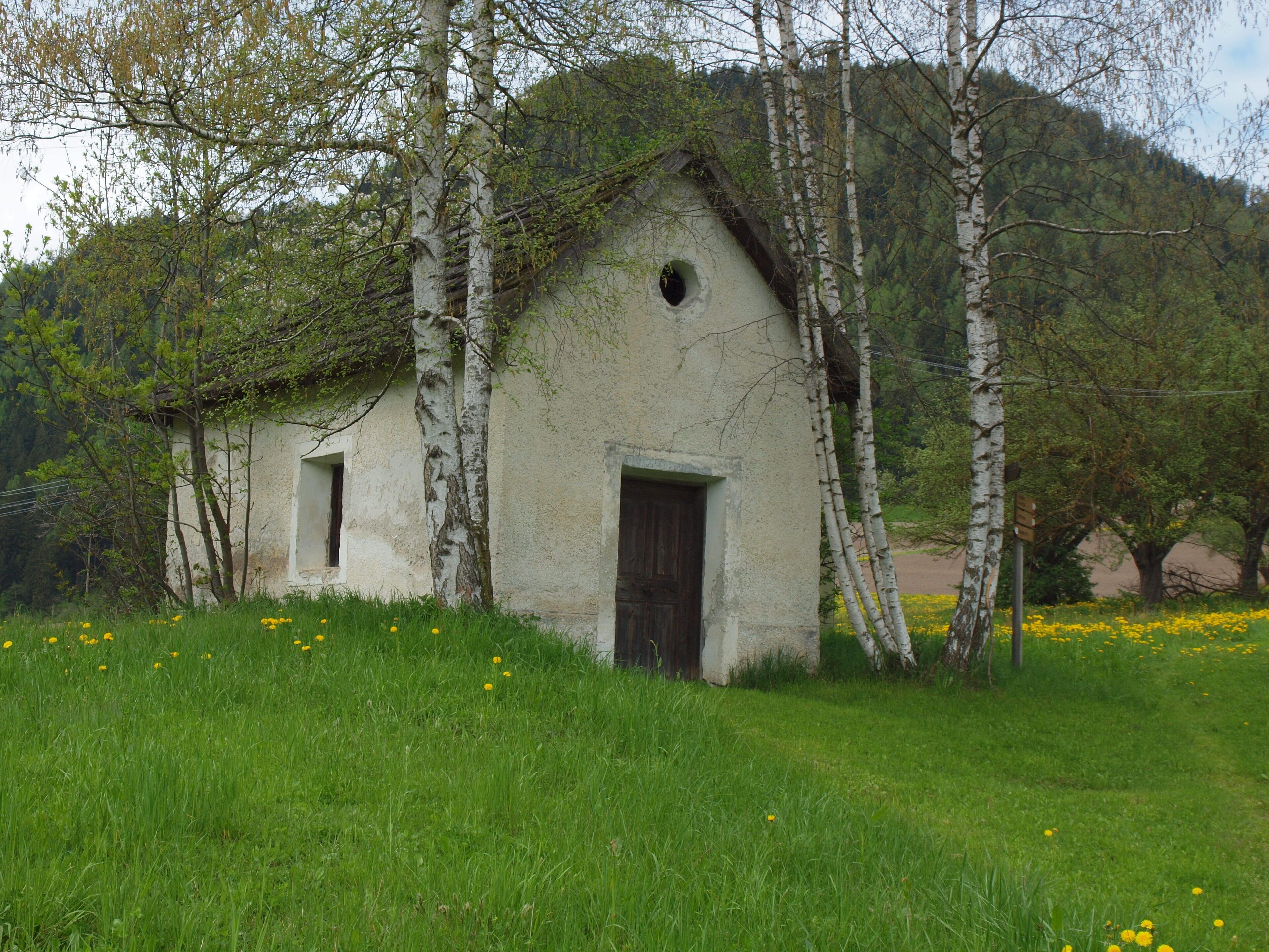A small, rustic building surrounded by birch trees and a field of yellow flowers.