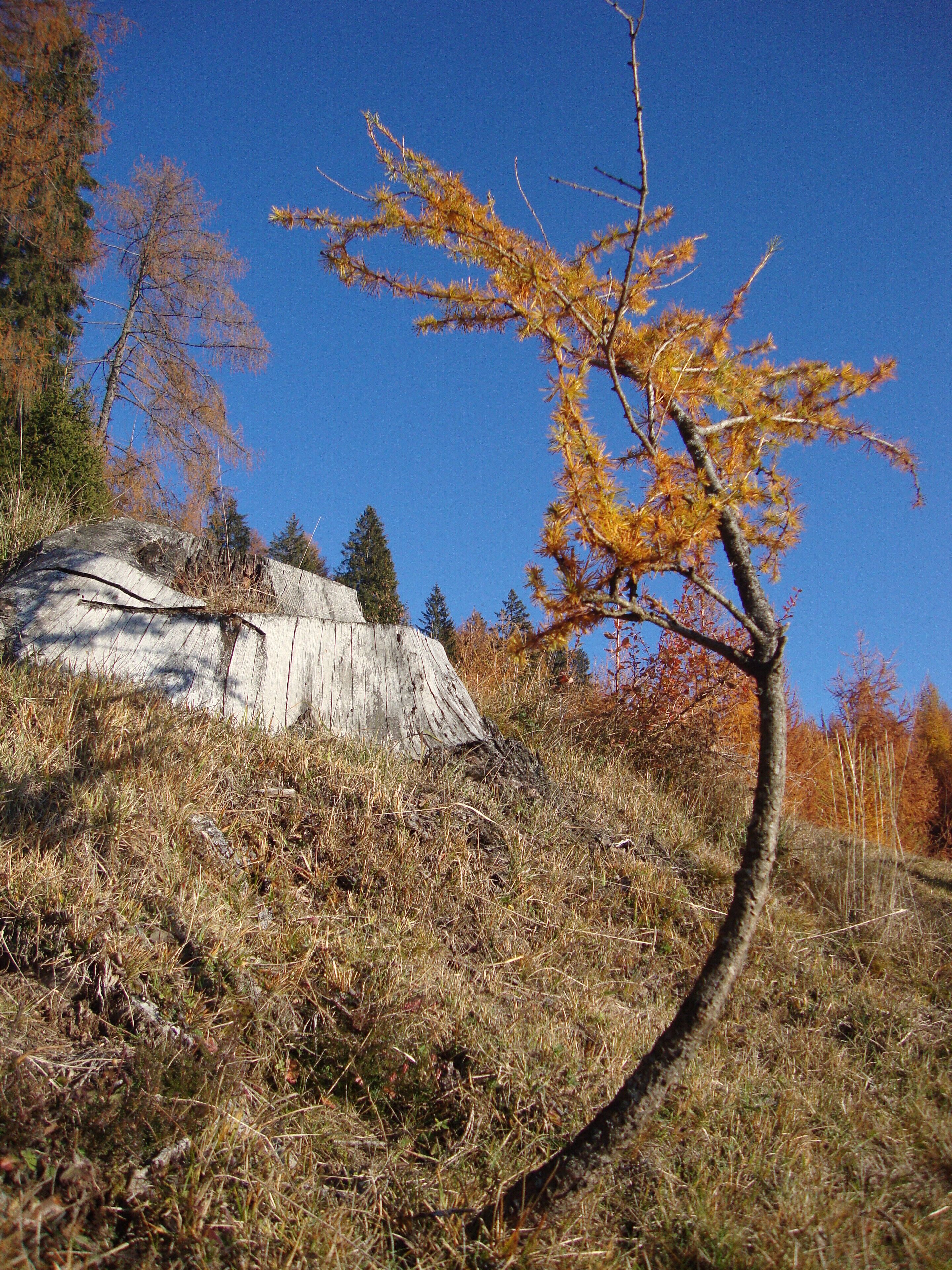 Un árbol de hojas amarillas, una roca grande y un cielo azul despejado.