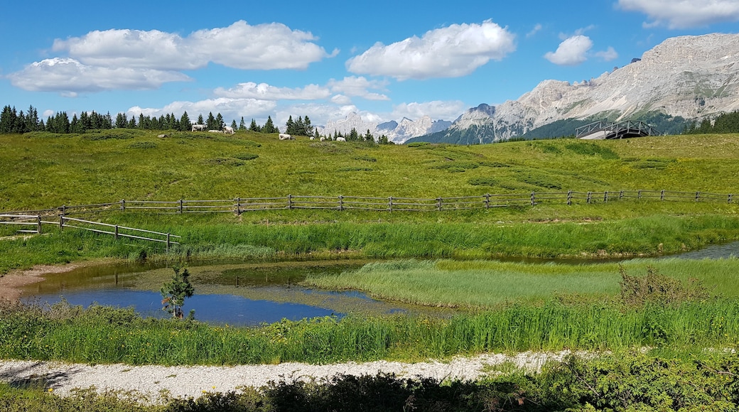 Torbiere del Lavaze' (Q49967605)